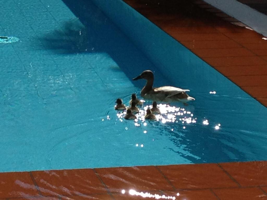 Aparthotel Al Lago Locarno Szoba fotó